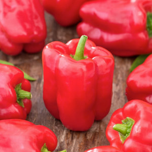 Terreau potager développement & croissance des plants 50 L