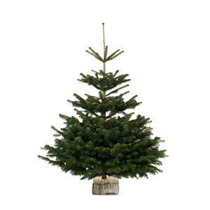 Sapin de Noël Nordmann 180-210 cm + bûche