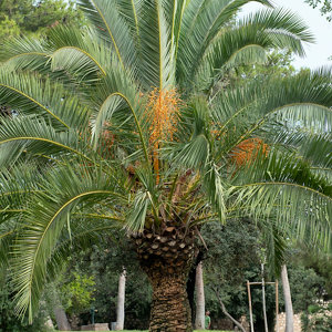 Palmier Phénix hauteur 130 à 140 cm en pot diamètre 24 cm