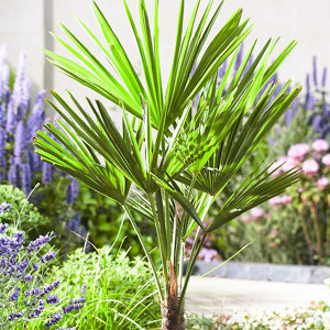 Palmier d’intérieur ou extérieur hauteur 140 à 150 cm en pot 27 cm