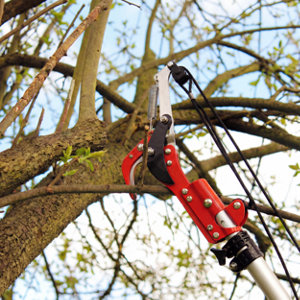 Ébrancheur télescopique aluminium coupe 25 mm avec scie