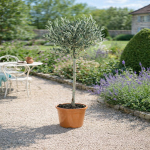 Olivier petit arbre hauteur 95 à 105 cm