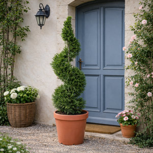 Plant de conifère hauteur 90 à 110 cm en pot 10 litres